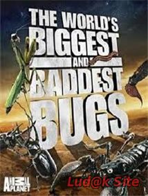 World's Biggest and Baddest Bugs (2009)